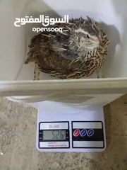  2 بيض فري سوبر جامبو مخصب ومكفول 80/100