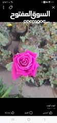  3 شقه للبيع بسعر مناسب