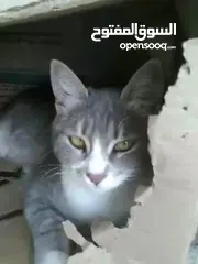  11 قطة انثى شيرازي هملايا للتبني مجانا عمر تسع اشهر مع ملحقاتها غير مؤذية وتحب اللعب و نظيفة