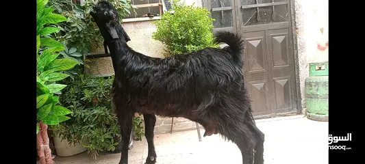  3 للبيع عنز شاميه عشار سن ريشه حبه سعر 260د