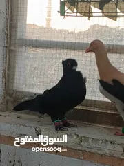  19 تشكيلة حمام مع جوز انجليزيات صفر نخب