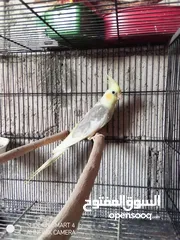  3 فحل باستل ابو فراخ حجم جامبو اقرأ الوصف