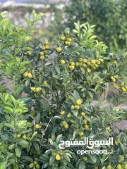  4 Farm for sale مزرعه قائمه للبيع في منطقة المعيدن ولاية المضيبي