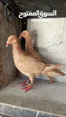  2 جواز حمام للبيع