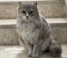  1 قطة شانشيلا مهجن انثى