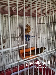  4 للبيع از البدل 4 جواز كنار  وفحل كلو شغال بالصلاه ع النبي