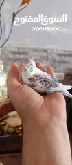  9 طيور حب نوعيه ممتازه