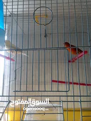  4 طيور كنار وحب للبيع