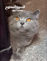  1 ذكر سكوتش ستريت للبيع