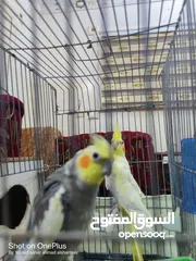  9 جوز كوكتيل شغال 100% لاتينو