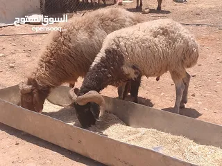  6 نفس الصور بالضبط أضاحي وعقيقه كبش صحراوي  اوزان من 19 ل30 لحم احجز ضحيتك ذبح أو دون ذبح السعر100ل150