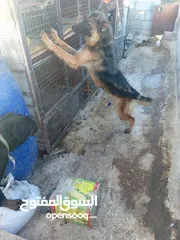  2 كلبي جيرمن شيبرد أو نثي روت سعره مغري