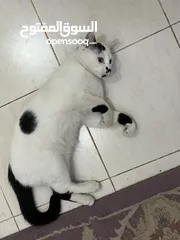  2 Cat for adoption