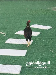  1 للبيع دجاج باكستاني