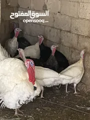  3 حبش للبيع 8اناثي وذكر يعني 9 حبش بل صلاة على النبي في منهن  ثنتين راقدات وفي وحدة بياضة