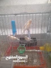  4 مخاليف كنار عدد 10