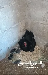  8 3 جاجات مع فراخهم
