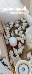  1 صوص لاحم عدد 145 تقرياً 38عمر 22يوم و65 عمر 13 يوم و42عمر 10ايام