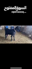  1 بسم الله ماشاءالله تبارك الرحمن عنزه شميه من الطيراز الاول وراها جدي اسطوره عنزه حليب مكفوله كفاله