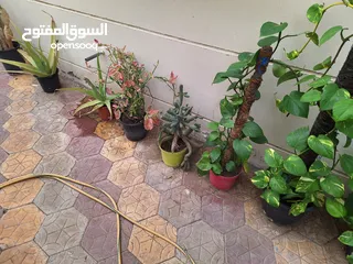  13 Plants for sale