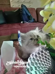  2 قطط همالايا لينكس بسعر رمزي ومستواهم عالي