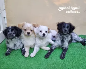  1 Cute puppies available