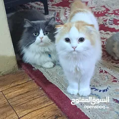  1 persian cats for adoption