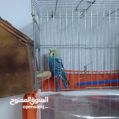  2 التواصل عبر الوتس اب عصافير حب وكوكتيل حجم جامبو كبير مفتلات والبينه وعادي