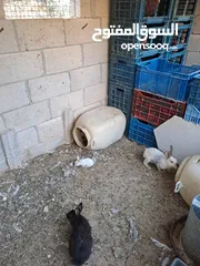  3 ارانب معاشير للبيع