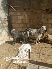  4 عنزة و بنتها