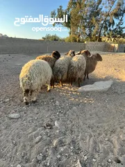  11 7 قراقير اوزان من 55 ل 65