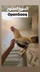  1 ديك سندي دم وطني