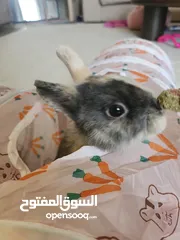  6 للتبني !! ارنب نوع قزم نيذرلاند  Netherland Dwarf rabbit for adoption