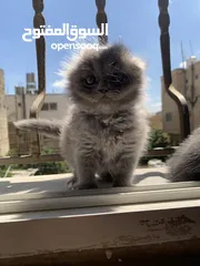  1 سكوتش فولد