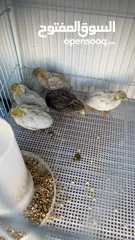  4 سمان ملكي / سمان صيني button quail  King quail