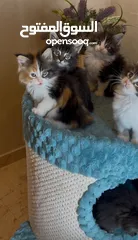  8 قطط ماين كوون .. بيور ... اصليه