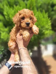  11 Maltipoo  جراء مالتيبو