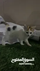  1 قطة شيرازيه صغيرة