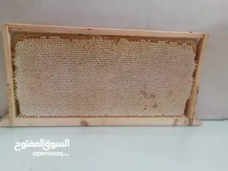  4 عسل نحل البركه