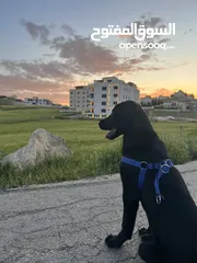  1 كلب black labrador retriever لابرادور اسود