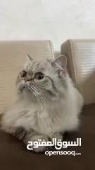  3 قطه هيمالايا