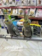  6 كوكتيل حبات أليفة نخب اول تابع الوصف بعناية الكمية محدودة السعر يرضي الجميع