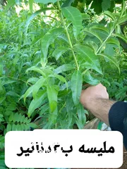  12 متوفر جميع انواع الاشجار المثمرة والزينة والورود وخدمة الزراع وتنسيق الحدائق وجميع انواع القواير