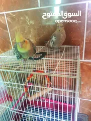  1 جوز طيور كوكتيل اليفات