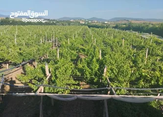  2 هكتار ونص للبيع في تاكلسه