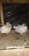  1 زغاليل الزغاليل