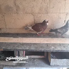  10 حمام منوع وملون