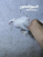  3 جوزين انجليزي ابيض