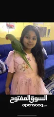 1 missing parrot