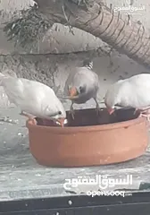  13 يرقات دود القبابي حي ميلوورم mealworm غذاء ممتاز بروتين حيواني لا يسبب التشحيم للطيور والاسمام
